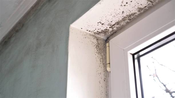 Best Affordable Mold Removal  in Redlands, CO