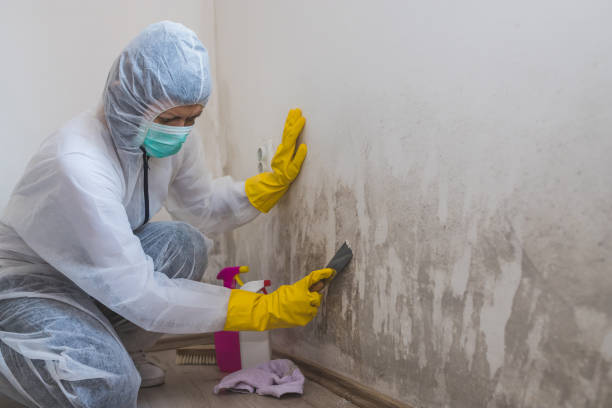 Home Mold Removal in Redlands, CO