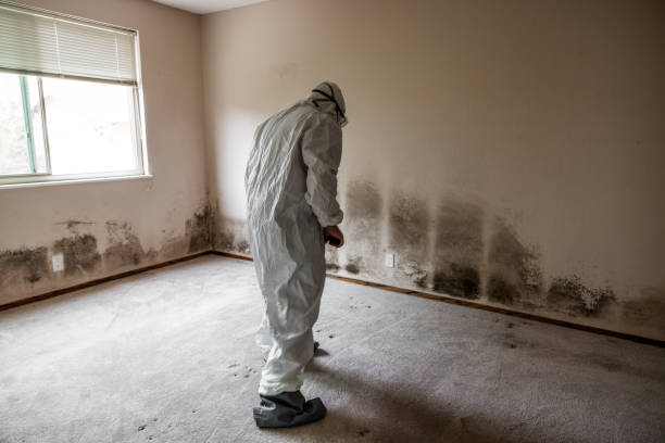 Best Certified Mold Removal  in Redlands, CO