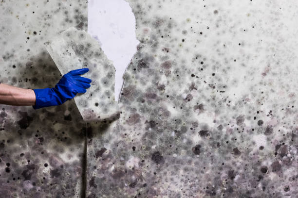 Best Affordable Mold Removal  in Redlands, CO