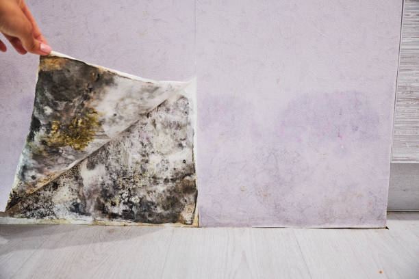 Best Professional Mold Removal  in Redlands, CO